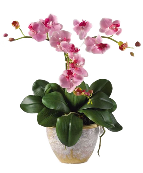 Pianta di Orchidea